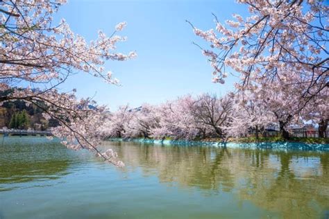 【2024年最新】臥竜公園の桜の見頃や開花状況とラ。